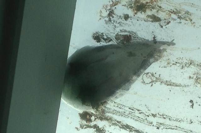 Down near the beach I stepped into the State park lavatory . While standing there killing time I looked up and saw a frustrated sea gull - lost opportunity to bomb me!